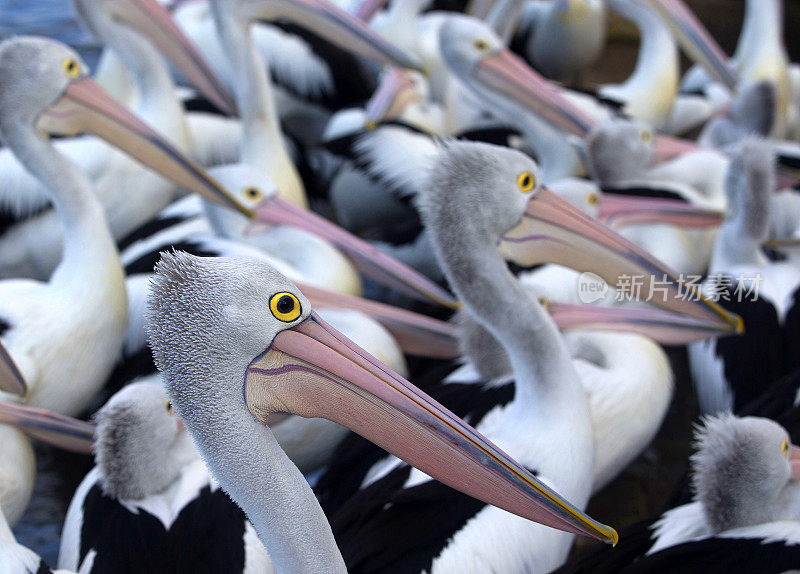 鹈鹕(Pelecanus conspicillatus)